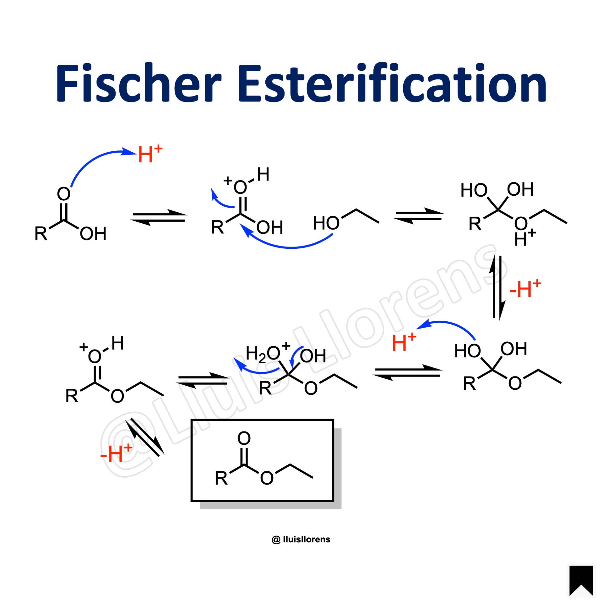 transesterification mechanism